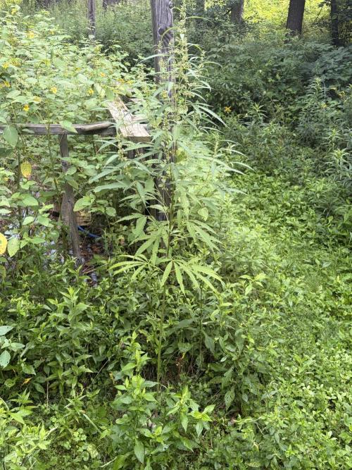 Outdoor grow. Week 17