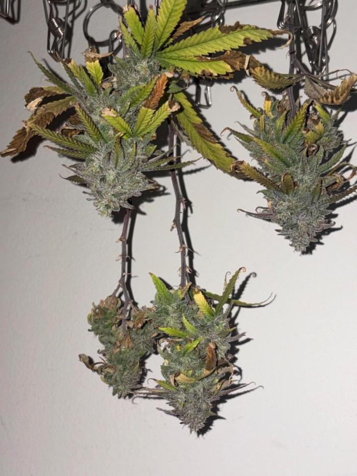 Micro clones +1 seed grow. Week 22