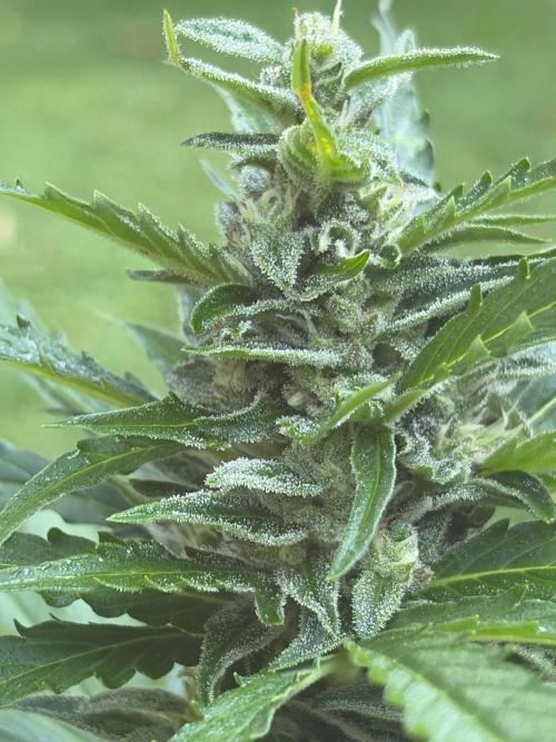 Outdoor auto batch 1. Week 7