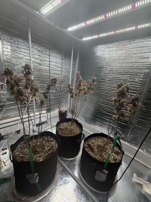 Micro clones +1 seed grow. Week 22