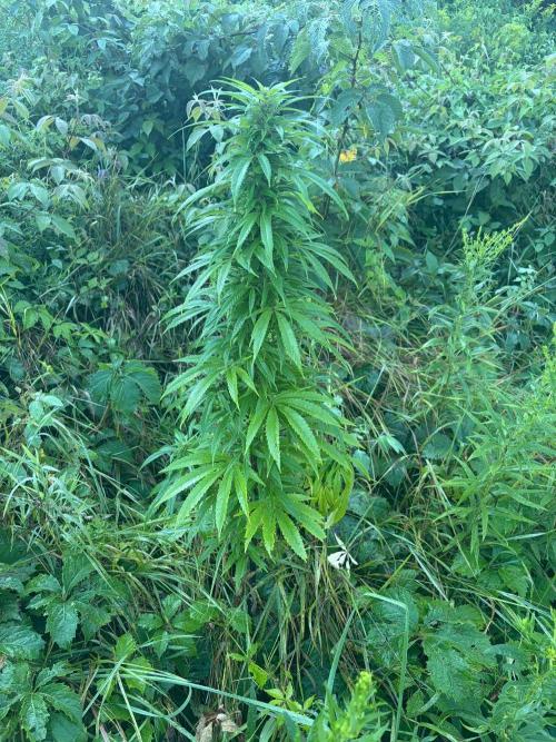 Outdoor grow. Week 18