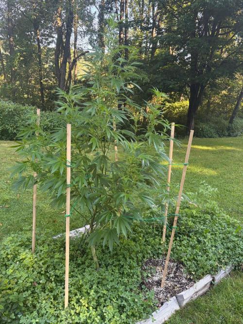 Outdoor grow. Week 18