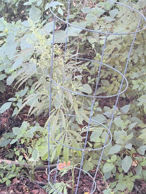Outdoor grow. Week 18