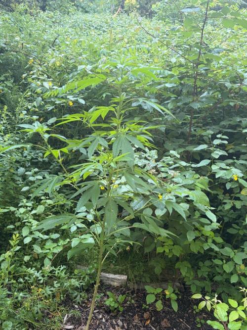 Outdoor grow. Week 18
