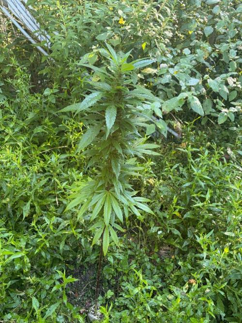 Outdoor grow. Week 18