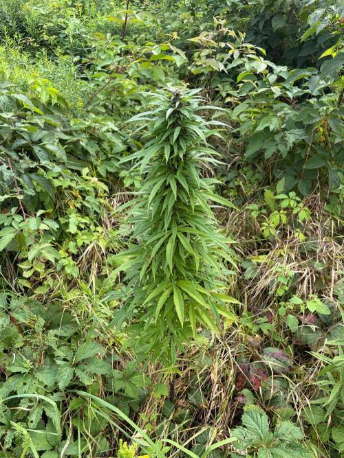 Outdoor grow. Week 19