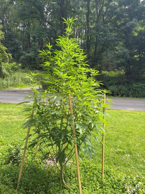 Outdoor grow. Week 19
