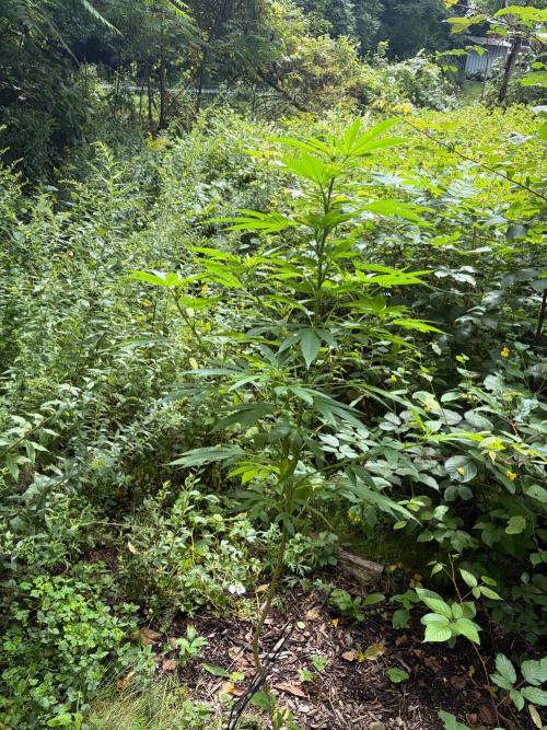 Outdoor grow. Week 19