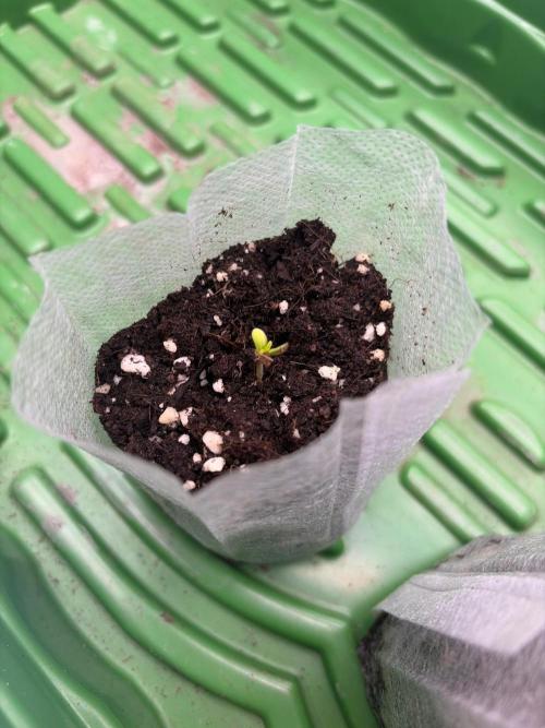 Kush mintz. Week 0