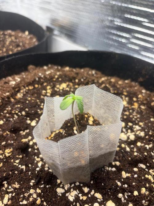 Window autoflower kush mintz. Week 1