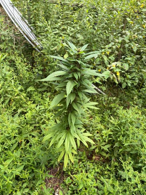 Outdoor grow. Week 20