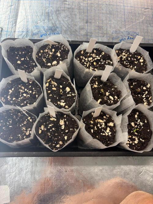 Winter grow. Week 0
