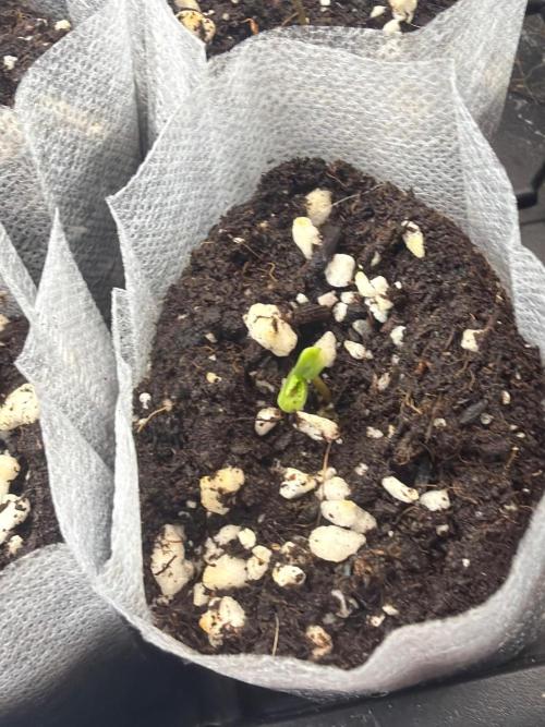 Winter grow. Week 0