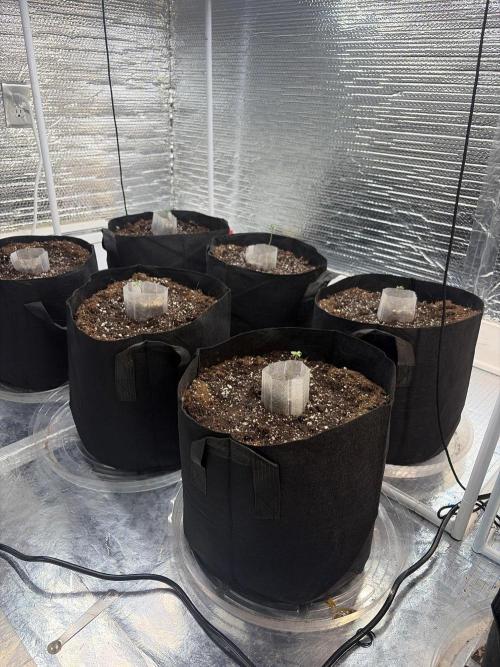 Winter grow. Week 1