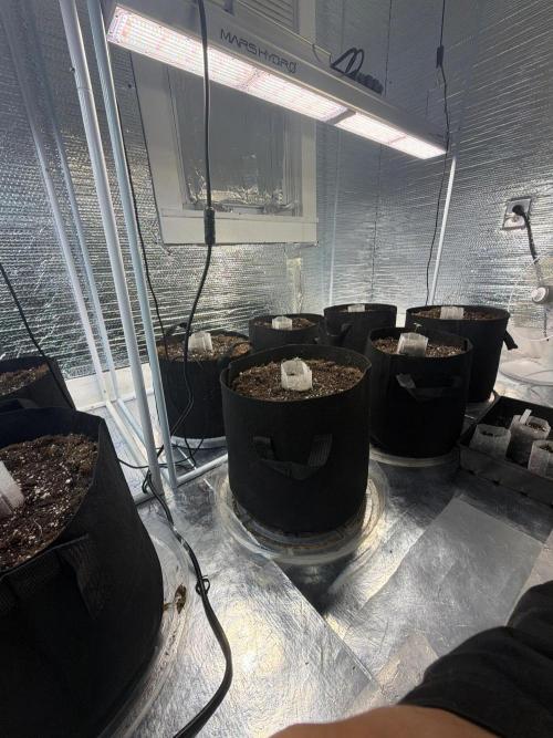 Winter grow. Week 1