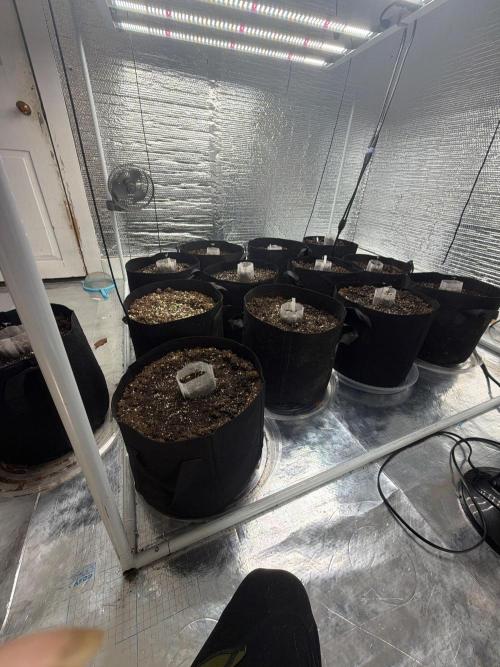 Winter grow. Week 1
