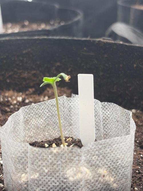 Winter grow. Week 1