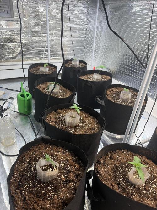 Winter grow. Week 2