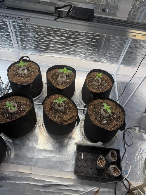 Winter grow. Week 2