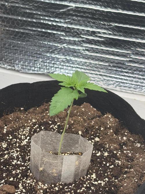 Winter grow. Week 2