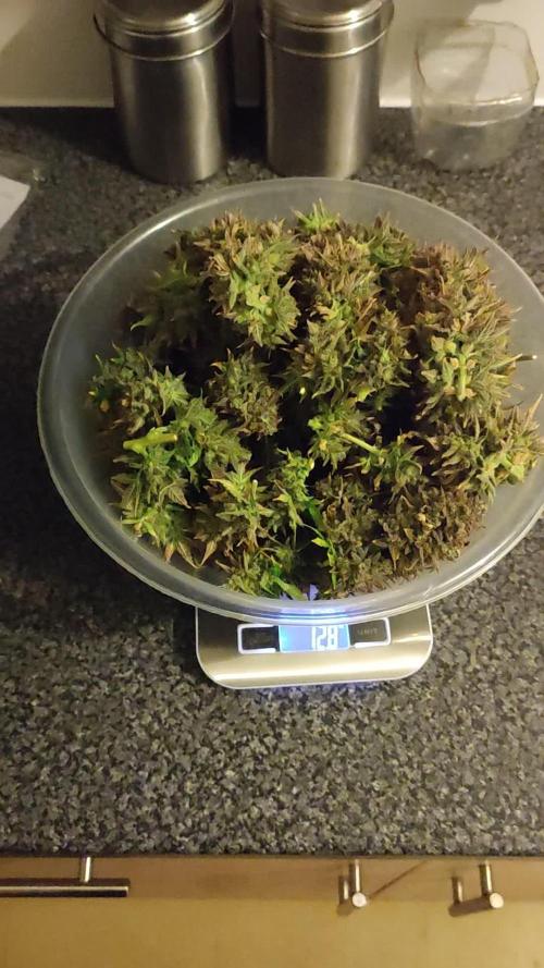 Auto Opium Divine seeds competition take 2