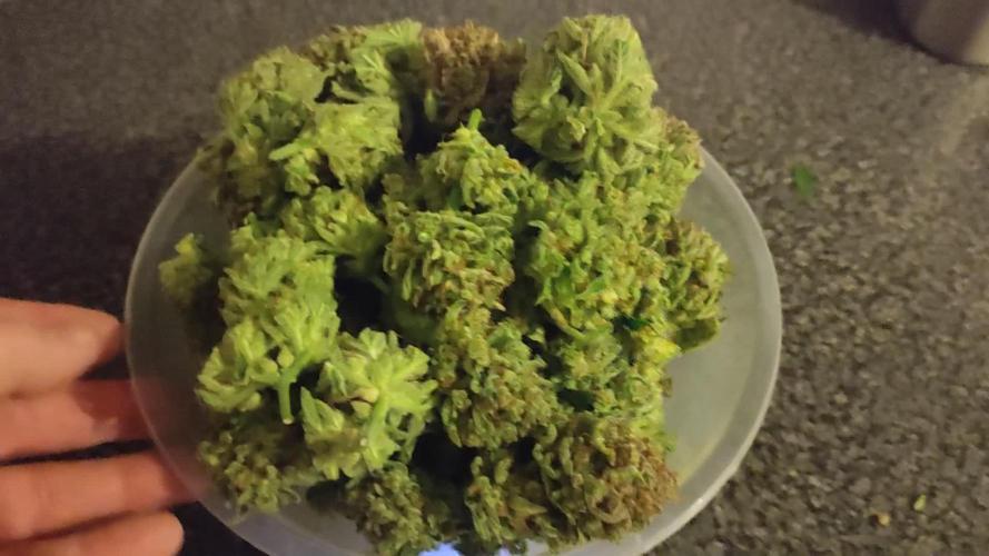 Divine seeds auto Kabul