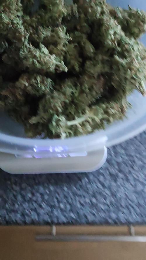 Dutch passion auto melonade runtz