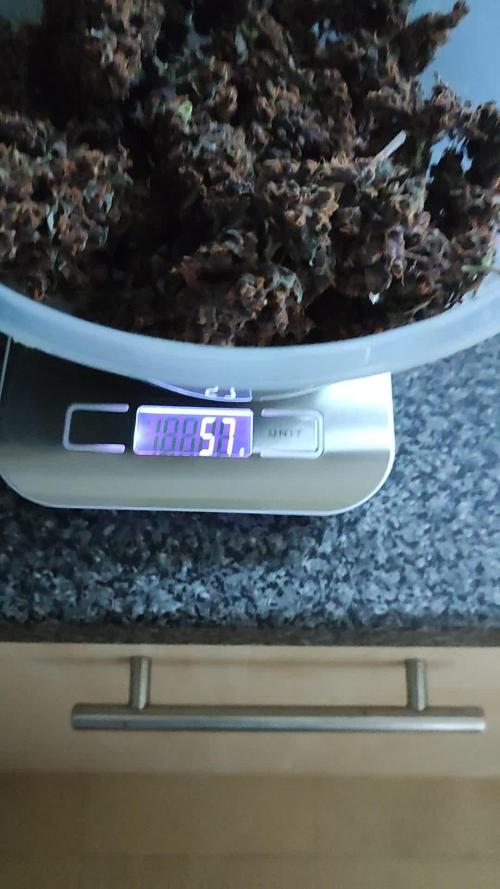 Divine seeds auto deadryder