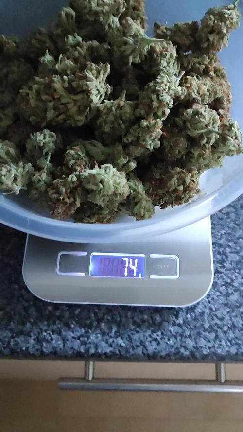 Divine seeds auto Kabul