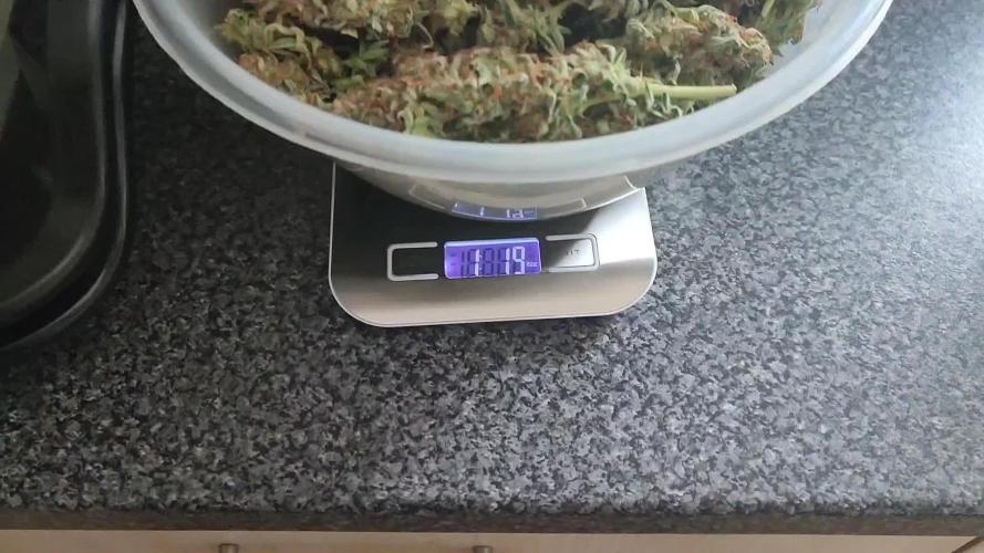 Divine seeds auto opium