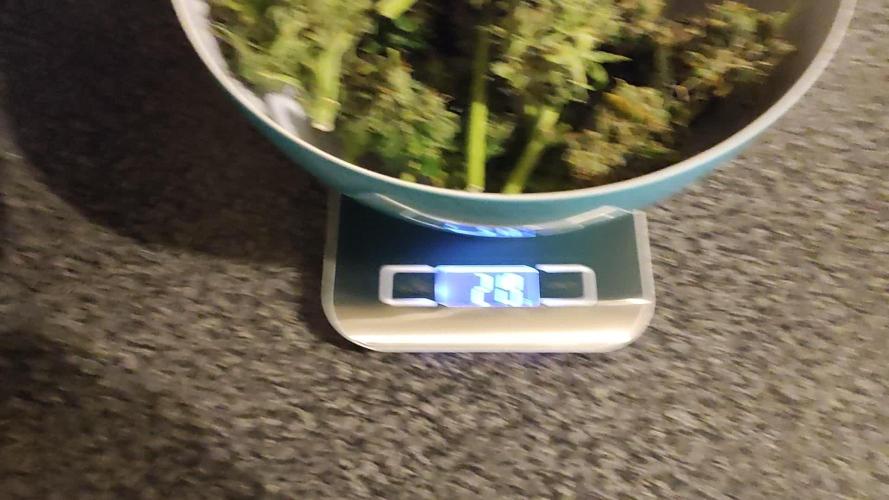 Dutch passion auto banana blaze