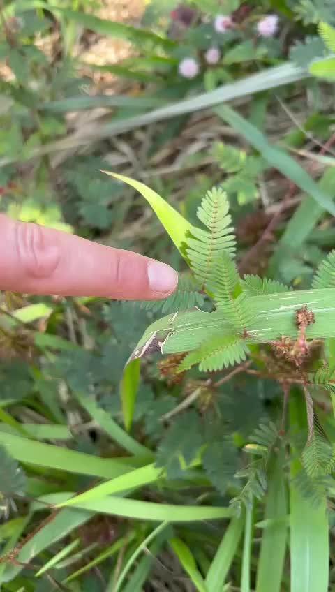 Divine seeds competition