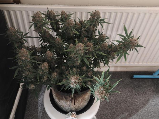 Divine seeds competition. Week 11