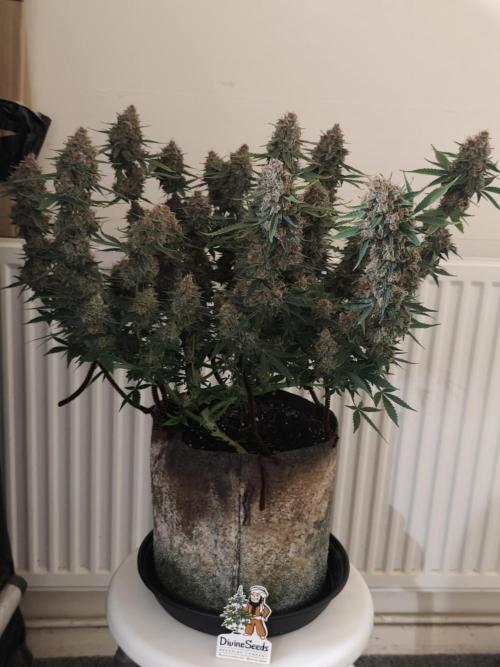 Divine seeds competition. Week 11