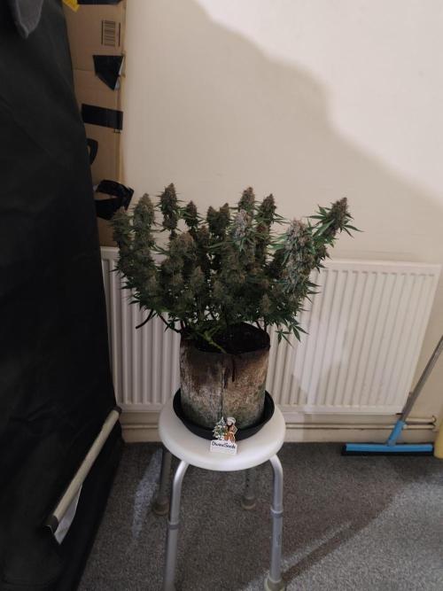 Divine seeds competition. Week 11