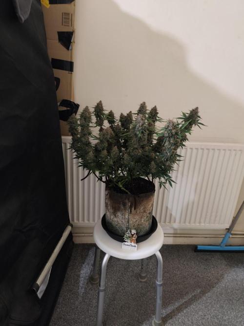 Divine seeds competition. Week 11