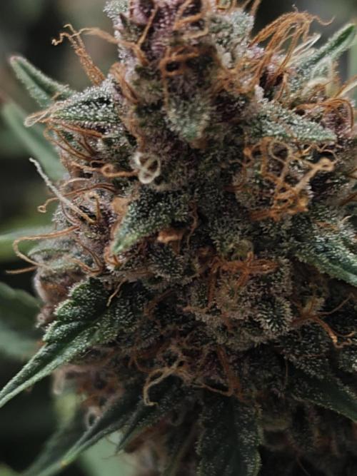 Divine seeds competition. Week 11