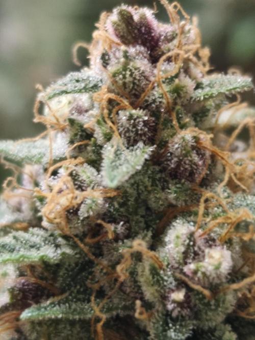 Divine seeds competition. Week 11