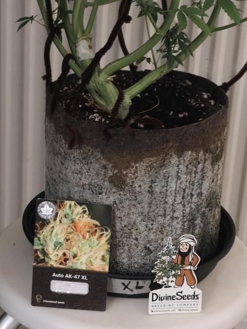 Divine seeds competition. Week 12