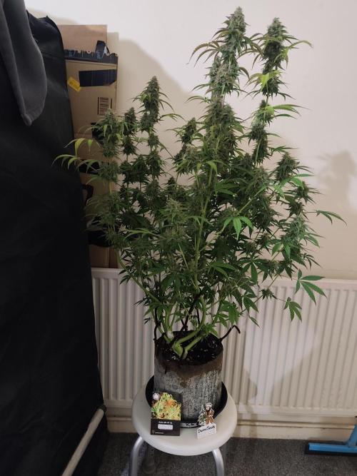 Divine seeds competition. Week 12