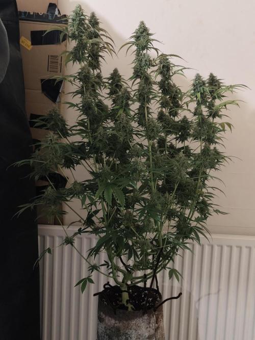 Divine seeds competition. Week 12