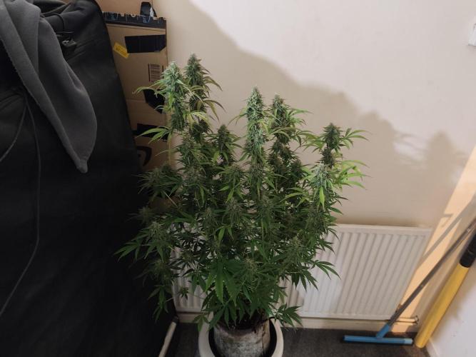 Divine seeds competition. Week 12