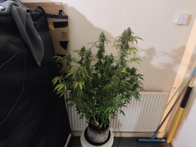 Divine seeds competition. Week 12