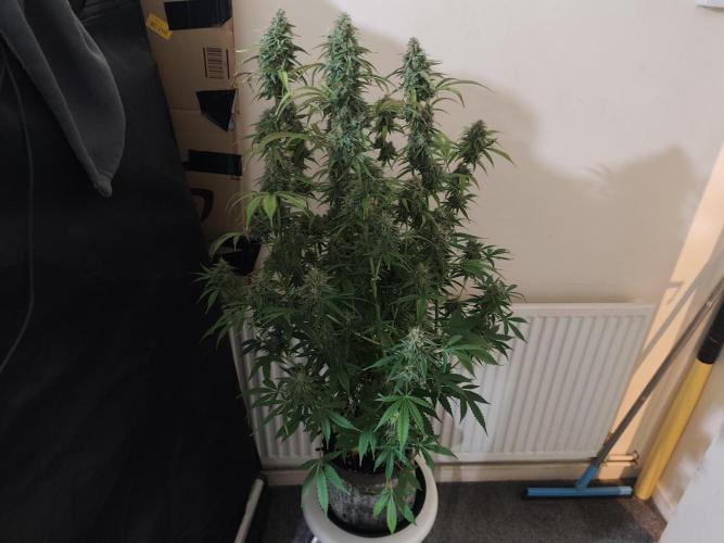 Divine seeds competition. Week 12