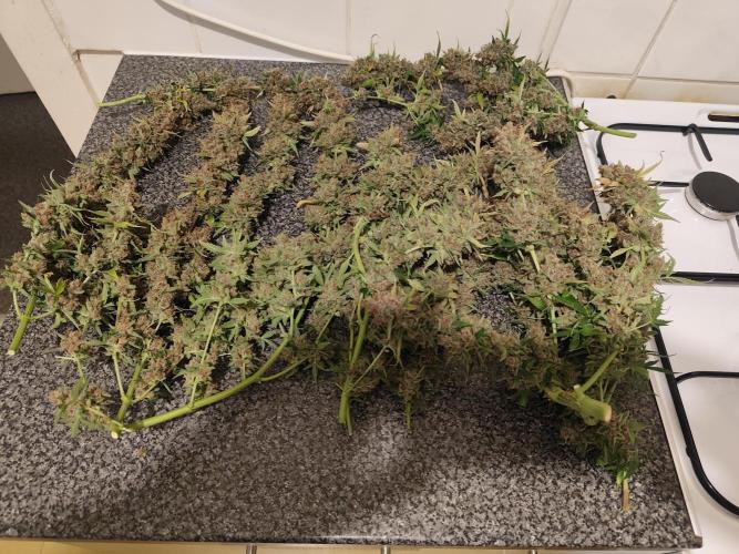 Divine seeds competition. Week 13