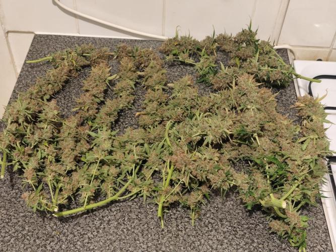 Divine seeds competition. Week 13