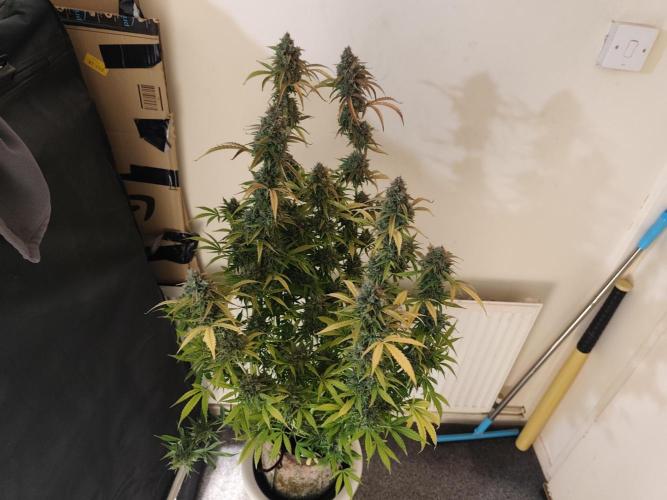 Divine seeds competition. Week 13