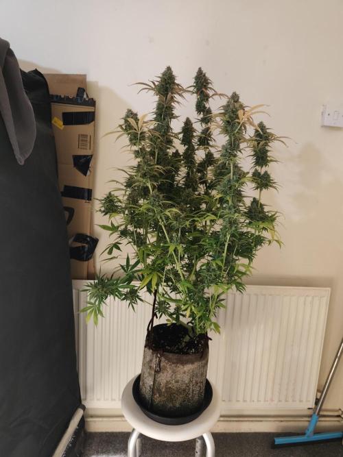 Divine seeds competition. Week 13