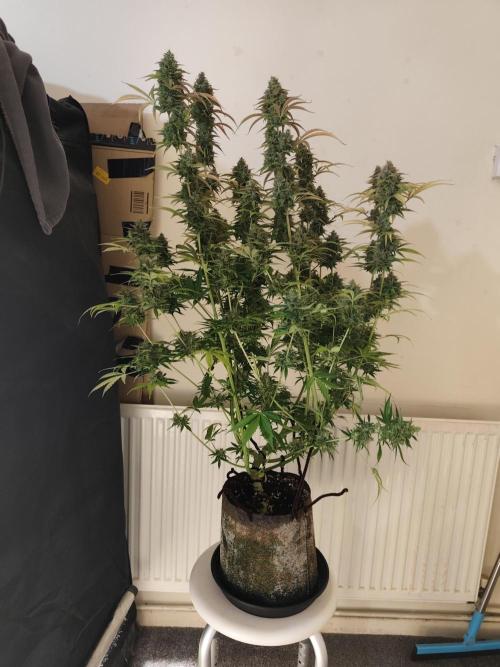 Divine seeds competition. Week 13