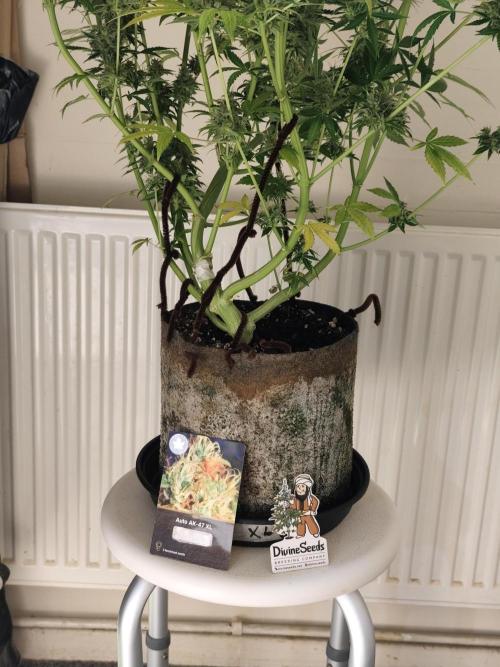 Divine seeds competition. Week 13